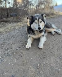 Lost Female Dog last seen North Main Street Pecos NM, Pecos, NM 87552
