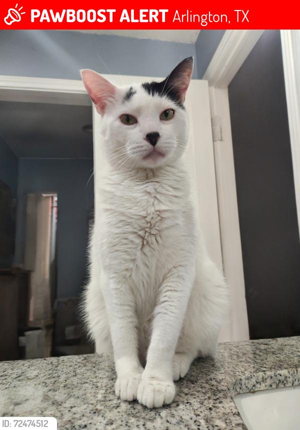Lost Male Cat last seen Mice Drive, Arlington Texas 76016, Arlington, TX 76016