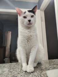 Lost Male Cat last seen Mice Drive, Arlington Texas 76016, Arlington, TX 76016