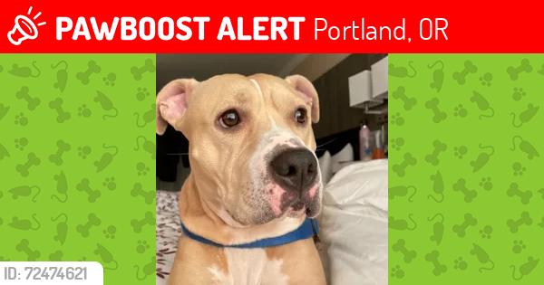 Lost Female Dog last seen legacy emanuel, Portland, OR 97211