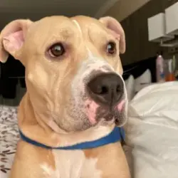 Lost Female Dog last seen legacy emanuel, Portland, OR 97211
