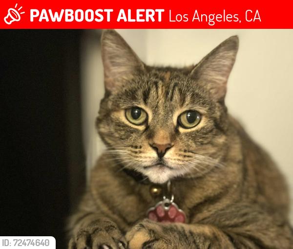 Lost Female Cat last seen Mount Gleason Ave, Los Angeles, CA 91040