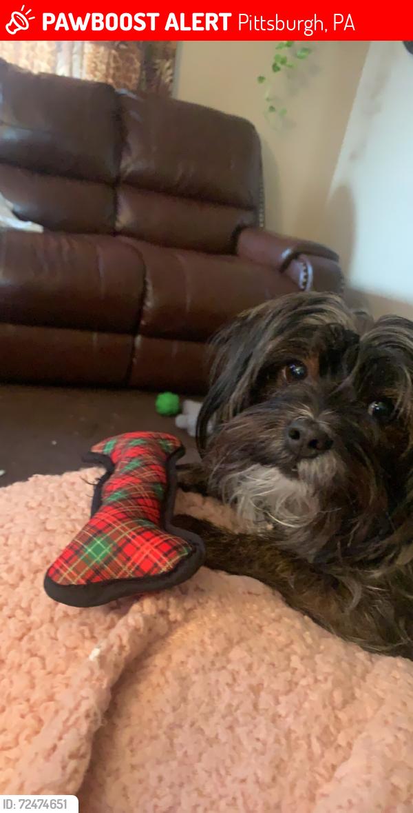 Lost Female Dog last seen Marion and Windsor , Pittsburgh, PA 15221