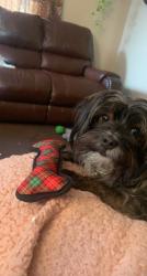 Lost Female Dog last seen Marion and Windsor , Pittsburgh, PA 15221