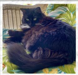 Lost Female Cat last seen State Rd 21 , Keystone Heights, FL 32656