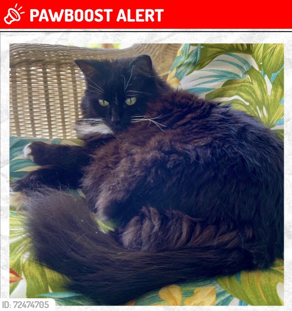 Lost Female Cat last seen State Rd 21 , Keystone Heights, FL 32656