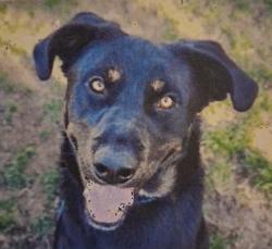 Lost Male Dog last seen Heading , San Jose, CA 95110