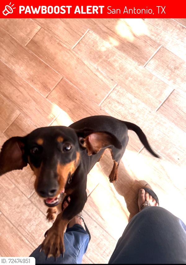 Lost Female Dog last seen Elm trail dr, San Antonio, TX 78244