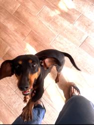Lost Female Dog last seen Elm trail dr, San Antonio, TX 78244