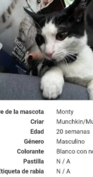 Lost Male Cat last seen División dr, Indianapolis, IN 46254