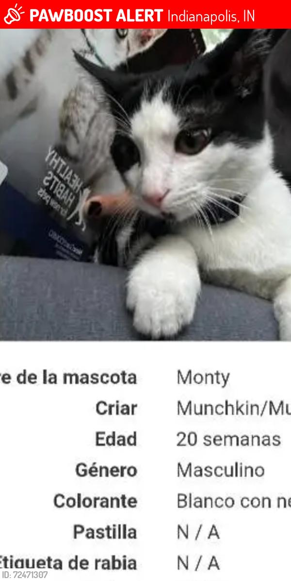 Lost Male Cat last seen División dr, Indianapolis, IN 46254