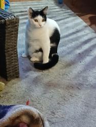 Lost Female Cat last seen Ocean view inn, Norfolk, VA 23503