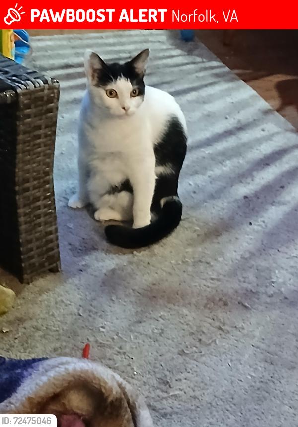 Lost Female Cat last seen Ocean view inn, Norfolk, VA 23503