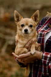 Lost Female Dog last seen Glezman drive , Newark, DE 19702