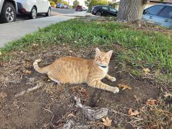 Lost Male Cat last seen Boundary and Laurel Street, San Diego, CA 92104