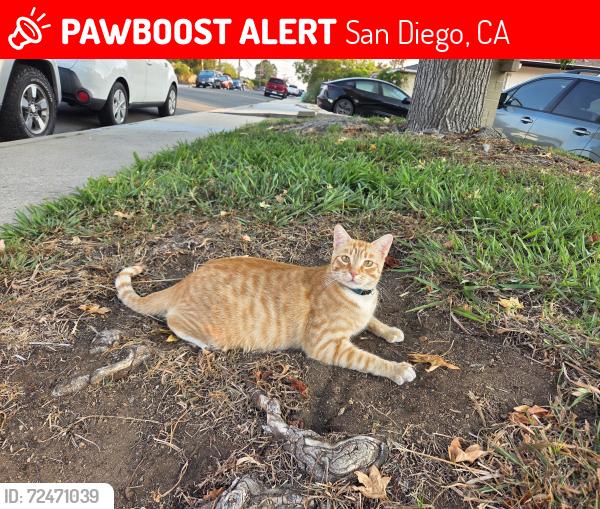 Lost Male Cat last seen Boundary and Laurel Street, San Diego, CA 92104