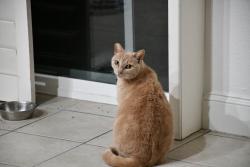 Lost Female Cat last seen Fig tree lane, Martinez, CA 94553