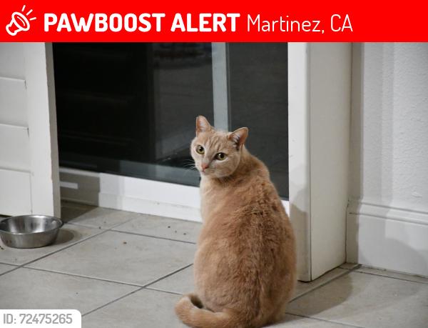 Lost Female Cat last seen Fig tree lane, Martinez, CA 94553