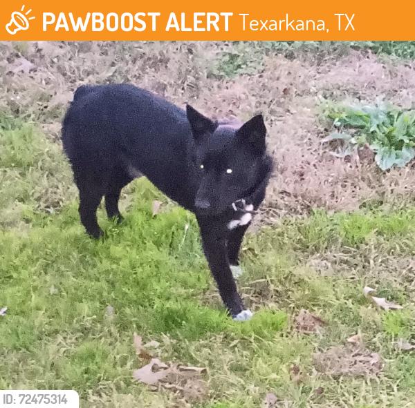 Found/Stray Male Dog last seen Log cabin , Texarkana, TX 75501