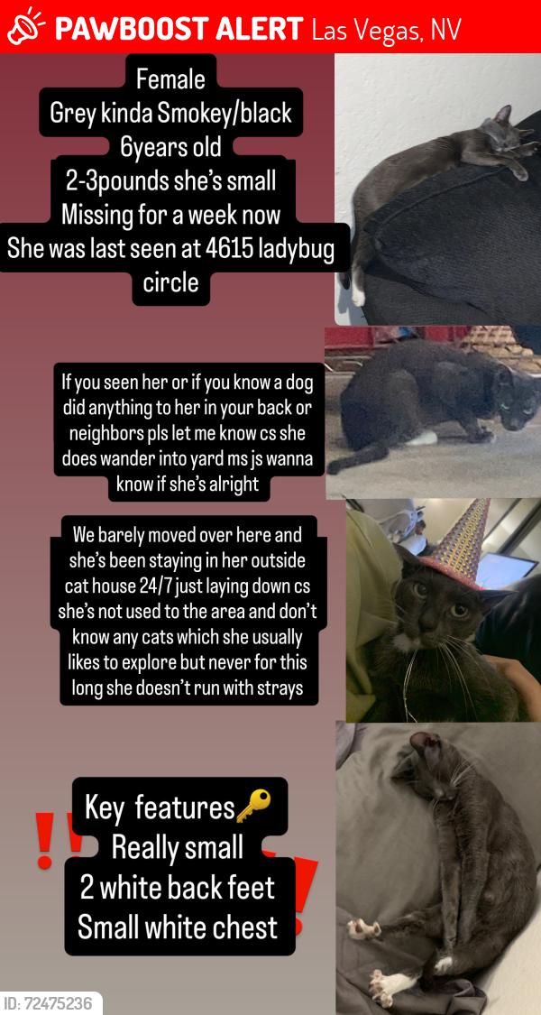 Lost Female Cat last seen Next to Sam’s town hotel and casino , Las Vegas, NV 89122