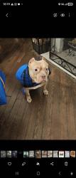 Lost Male Dog last seen Boyer and Vernon road, Philadelphia, PA 19150