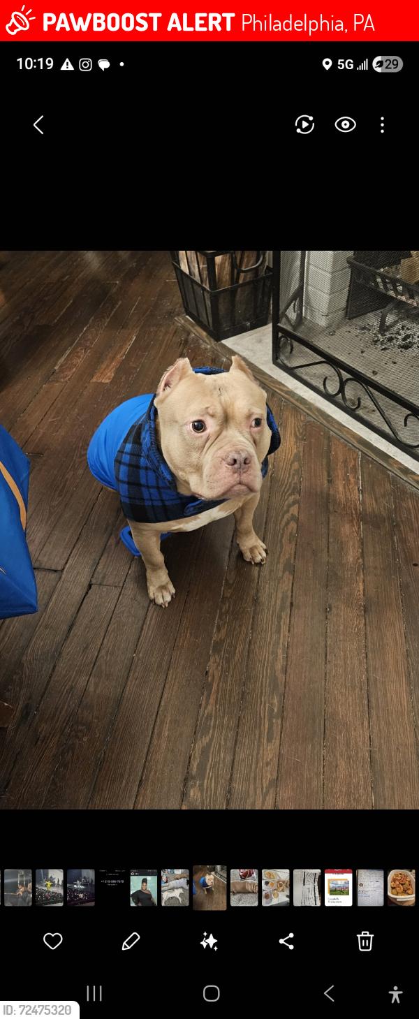 Lost Male Dog last seen Boyer and Vernon road, Philadelphia, PA 19150