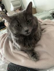 Lost Female Cat last seen By the hotel , San Diego, CA 92108