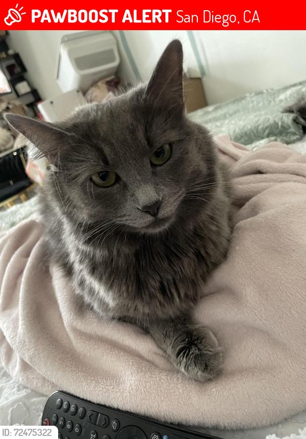 Lost Female Cat last seen By the hotel , San Diego, CA 92108