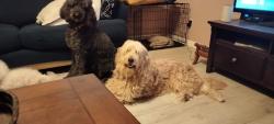 Lost Female Dog last seen Bellchase @ Aldine Westfield, Spring, TX 77373