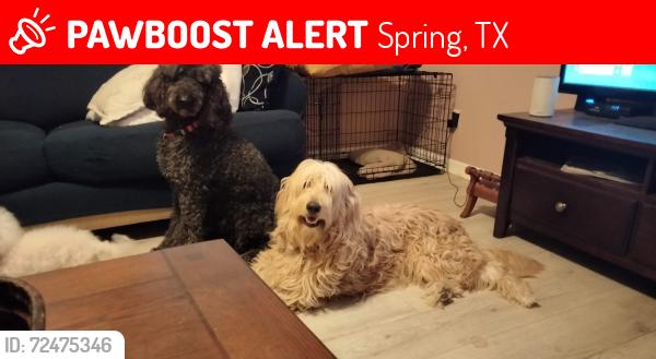 Lost Female Dog last seen Bellchase @ Aldine Westfield, Spring, TX 77373