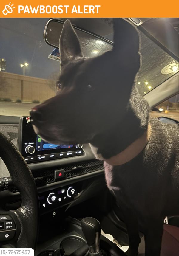 Found/Stray Female Dog last seen Fire station and Ravenswood Dr , Bedford, England MK41 9LN