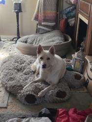 Lost Female Dog last seen Hwy9 and Hwy 102, Pink, OK 74873