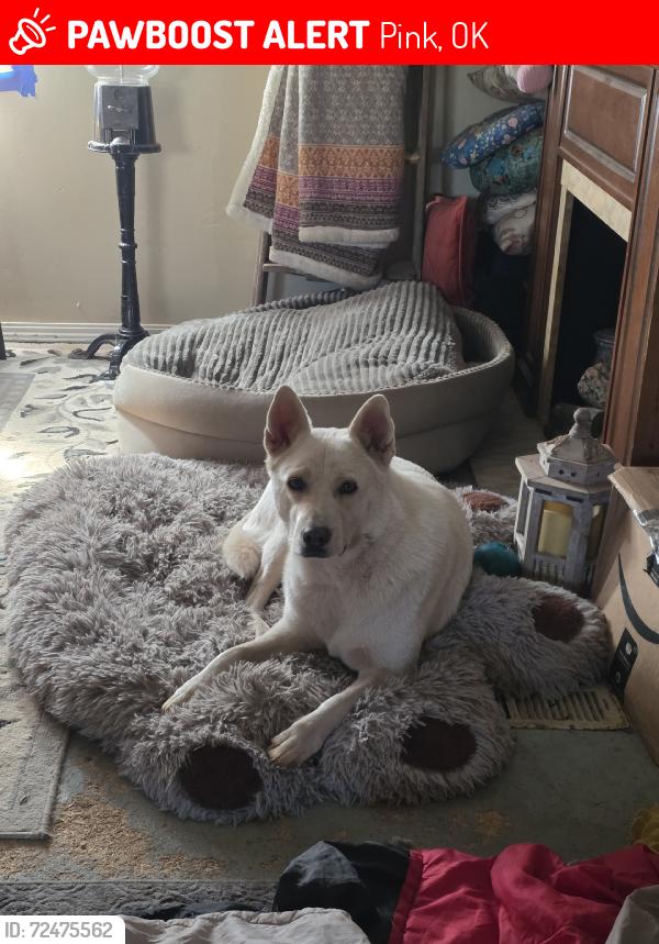 Lost Female Dog last seen Hwy9 and Hwy 102, Pink, OK 74873