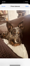Lost Female Dog last seen East Roger’s street and North Elm Street, Arlington, TX 76011