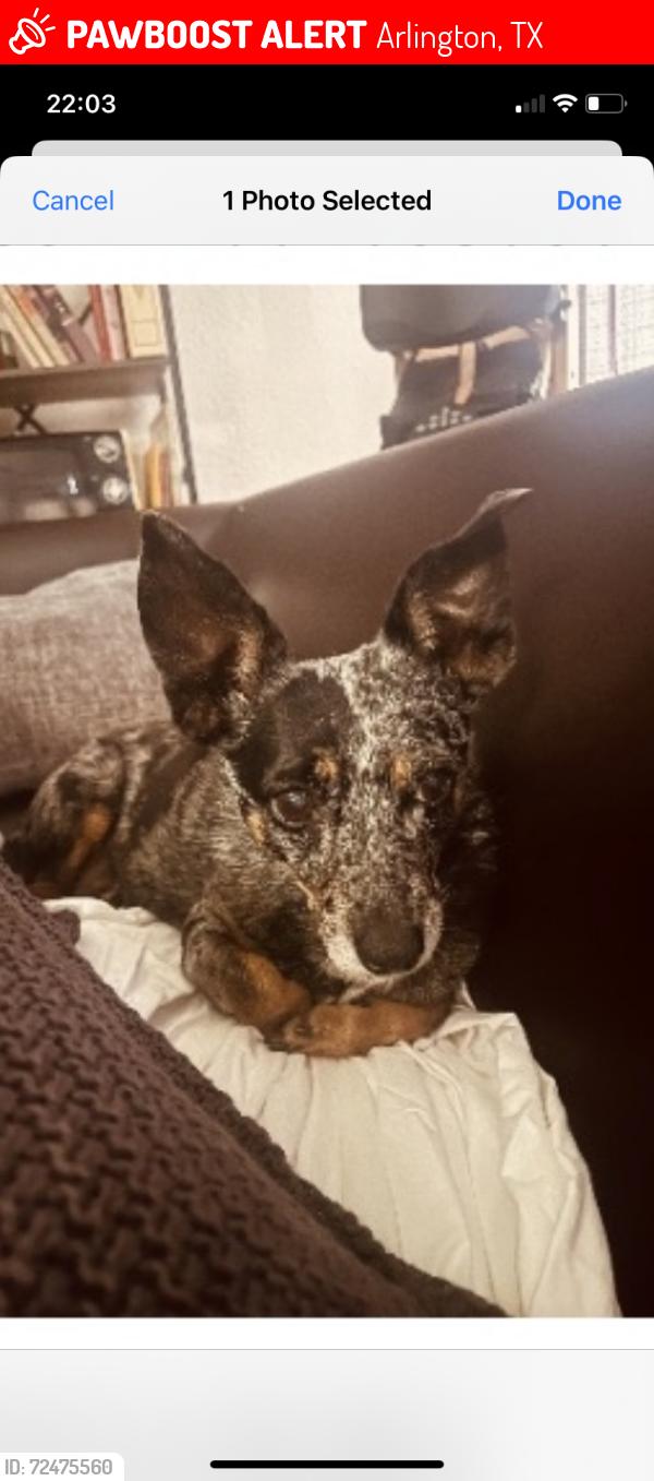 Lost Female Dog last seen East Roger’s street and North Elm Street, Arlington, TX 76011
