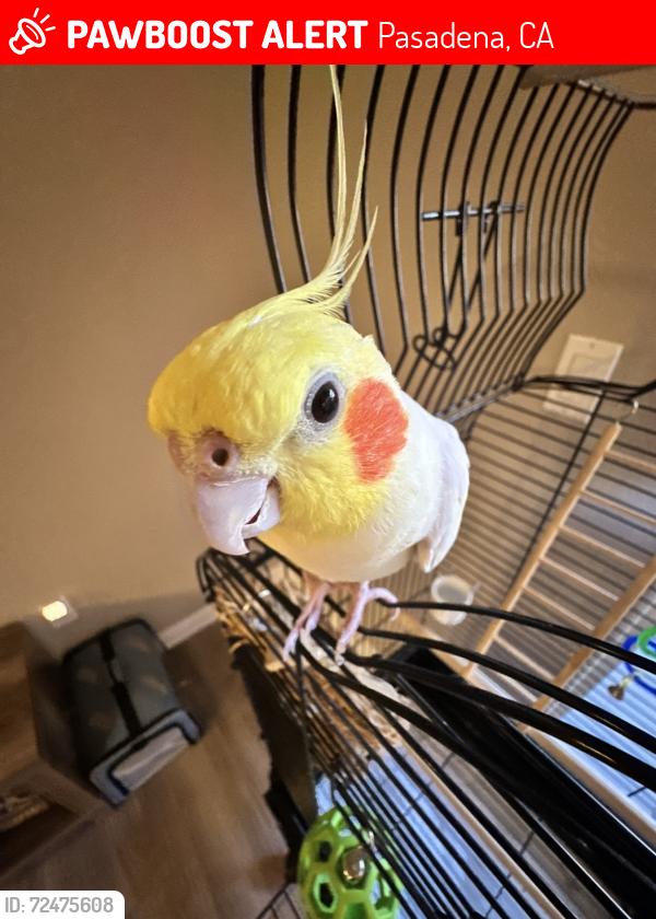 Lost Male Bird last seen Corner of Corson and Lake Ave, Pasadena, CA 91101