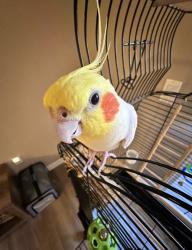 Lost Male Bird last seen Corner of Corson and Lake Ave, Pasadena, CA 91101