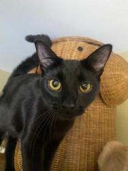 Lost Male Cat last seen porter and university , Lincoln Park, MI 48146