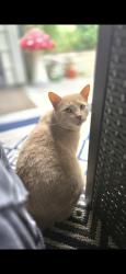 Lost Male Cat last seen Santina Ave Grandview WA, Grandview, WA 98930