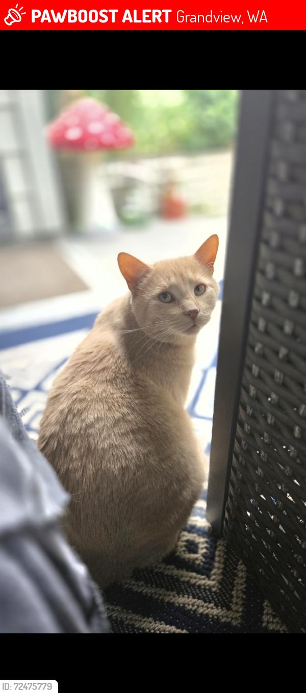 Lost Male Cat last seen Santina Ave Grandview WA, Grandview, WA 98930