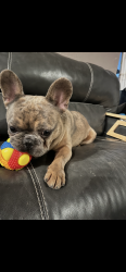 Lost Male Dog last seen Aleppo Pine Ln , Cypress, TX 77433