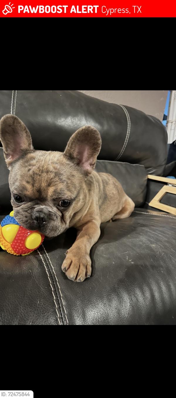 Lost Male Dog last seen Aleppo Pine Ln , Cypress, TX 77433