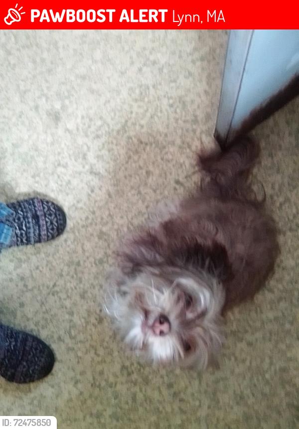 Lost Female Dog last seen By a marshland, Lynn, MA 01902