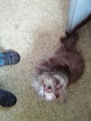 Lost Female Dog last seen By a marshland, Lynn, MA 01902