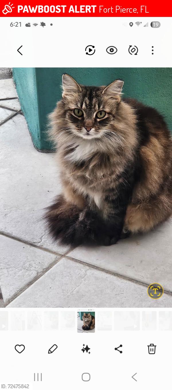 Lost Female Cat last seen Santa Rosa Prkwy, Fort Pierce, FL 34951