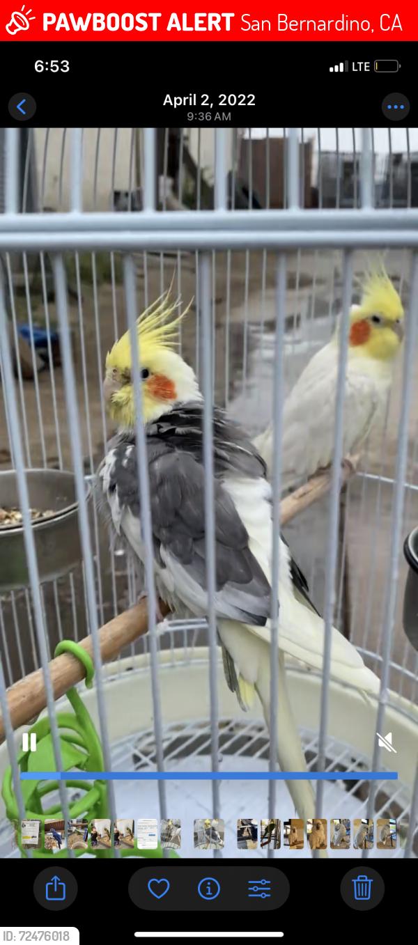 Lost Unknown Bird last seen Acacia Avenue and 10th street , San Bernardino, CA 92410
