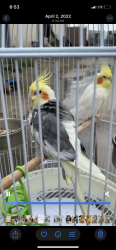 Lost Unknown Bird last seen Acacia Avenue and 10th street , San Bernardino, CA 92410