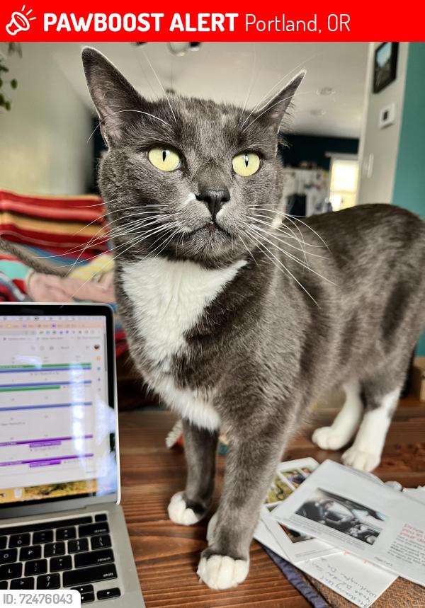 Lost Male Cat last seen NE Beech/90th, Portland, OR 97220