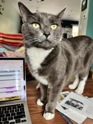 Lost Male Cat last seen NE Beech/90th, Portland, OR 97220