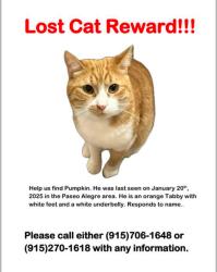 Lost Male Cat last seen Intersection of Vista Del Sol and Paseo Alegre, El Paso, TX 79928